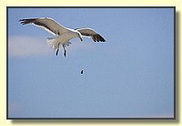 CLICK to enlarge image # 108