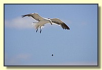 CLICK to enlarge image # 109