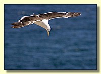 CLICK to enlarge image # 110