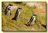 CLICK to enlarge image # 115