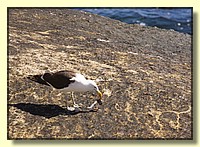 CLICK to enlarge image # 113