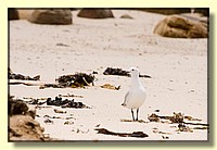 CLICK to enlarge image # 129