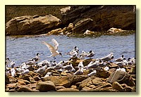 CLICK to enlarge image # 131