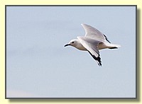 CLICK to enlarge image # 132