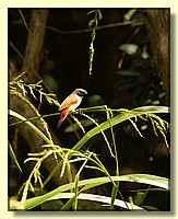 CLICK to enlarge image # 184
