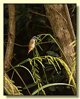 CLICK to enlarge image # 186