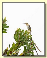 CLICK to enlarge image # 191