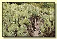 CLICK to enlarge image # 196