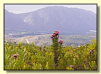 CLICK to enlarge image # 200