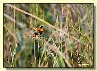 CLICK to enlarge image # 64
