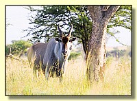 CLICK to enlarge image # 76