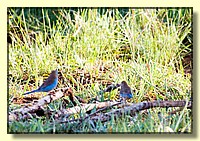 CLICK to enlarge image # 79