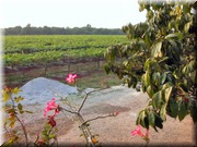 CLICK to enlarge image

Image ID: DSCN7865
