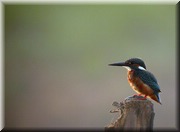CLICK to enlarge image

Image ID: DSCN7892