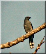CLICK to enlarge image

Image ID: DSCN7939