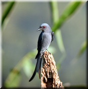 CLICK to enlarge image

Image ID: DSCN7958