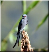 CLICK to enlarge image

Image ID: DSCN7960