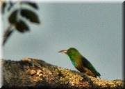 CLICK to enlarge image

Image ID: DSCN7965