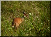 CLICK to enlarge image

Image ID: DSCN7979