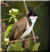 CLICK to enlarge image

Image ID: DSCN7985