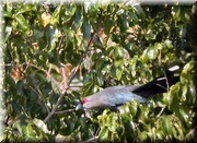 CLICK to enlarge image

Image ID: DSCN7994