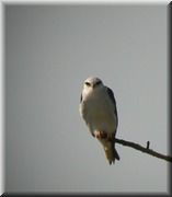 CLICK to enlarge image

Image ID: DSCN7999