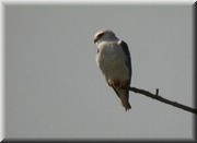 CLICK to enlarge image

Image ID: DSCN8005