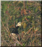 CLICK to enlarge image

Image ID: DSCN8025