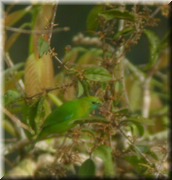 CLICK to enlarge image

Image ID: DSCN8048