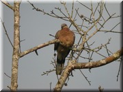 CLICK to enlarge image

Image ID: DSCN8052