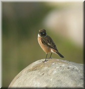 CLICK to enlarge image

Image ID: DSCN8059