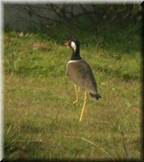 CLICK to enlarge image

Image ID: DSCN8067