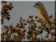 CLICK to enlarge image

Image ID: DSCN8071