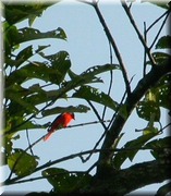CLICK to enlarge image

Image ID: DSCN8077