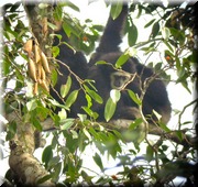 CLICK to enlarge image

Image ID: DSCN8115
