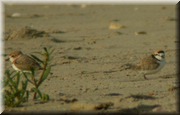 CLICK to enlarge image

Image ID: DSCN8205