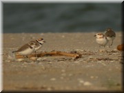 CLICK to enlarge image

Image ID: DSCN8217