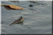 CLICK to enlarge image

Image ID: DSCN8258