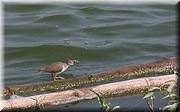CLICK to enlarge image

Image ID: DSCN8269