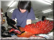 CLICK to enlarge image and start slideshow.

Image ID: DSCN7397